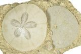 Two Fossil Sand Dollars (Scutella) - France #336748-1